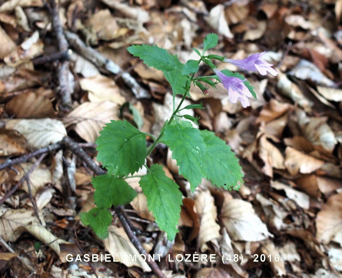 Calamint, Large flowered plant